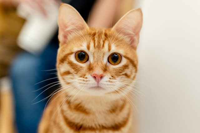 Pet para adoção na saúde
