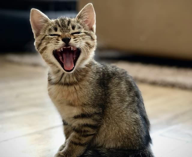 Pet para adoção na saúde