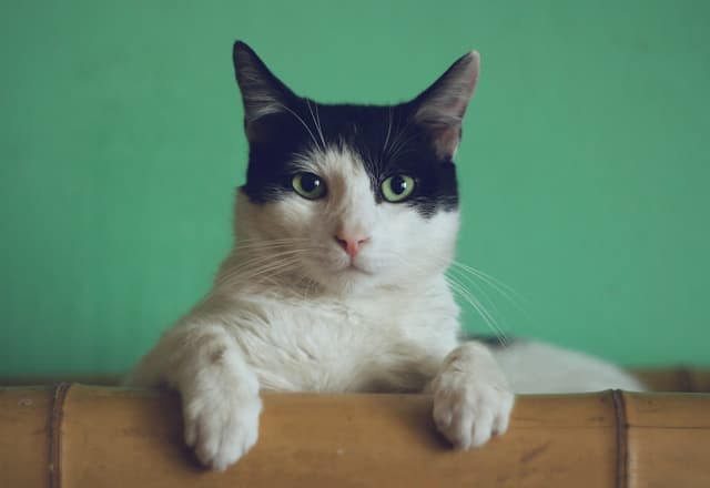 Pet para adoção na saúde