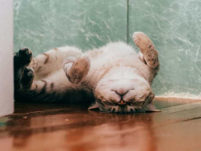 Pet para adoção na saúde