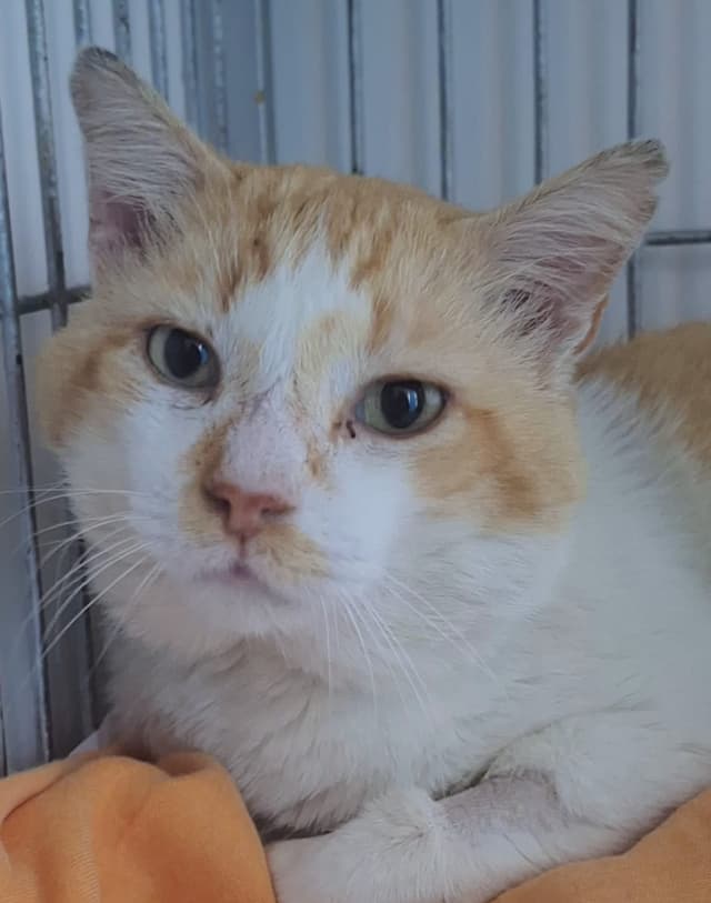 Pet para adoção na saúde
